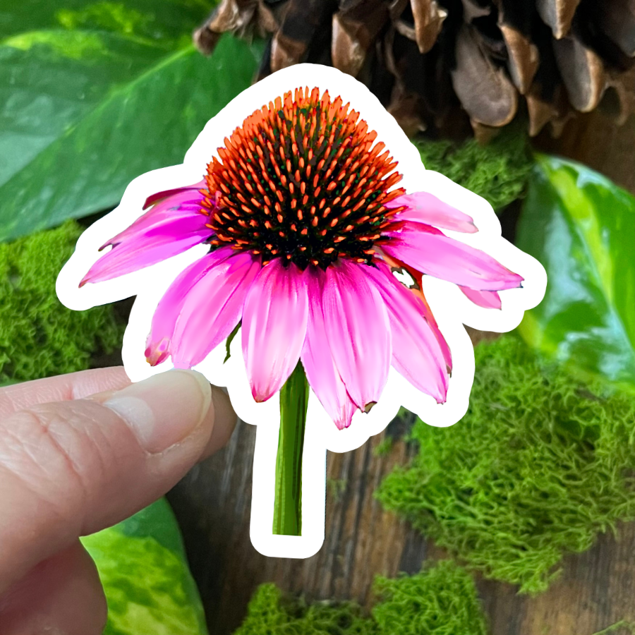 Waterproof Echinacea Sticker